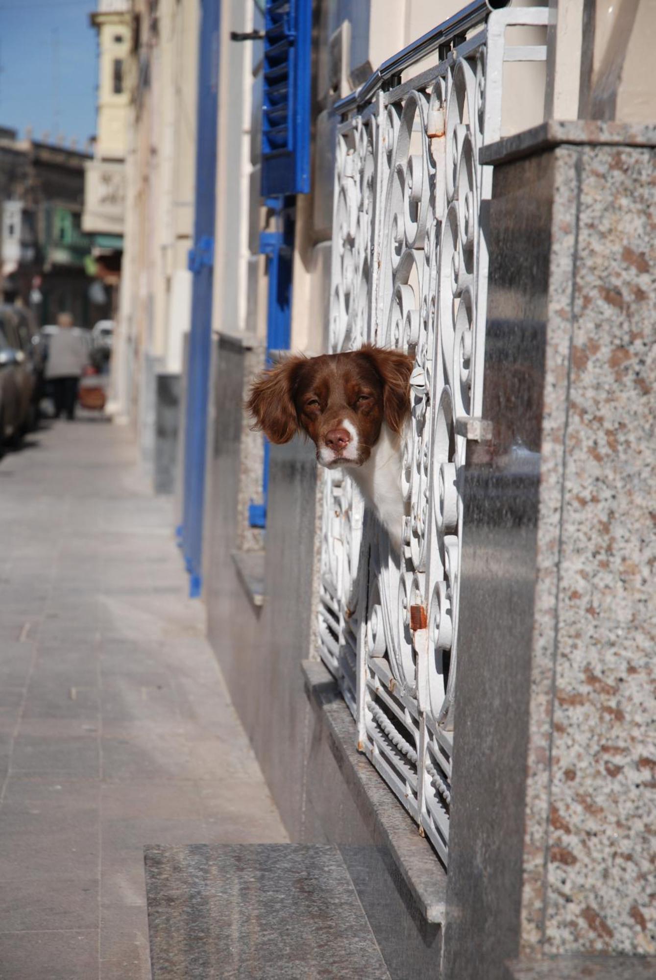 The Burrow Guest House Tarxien Luaran gambar
